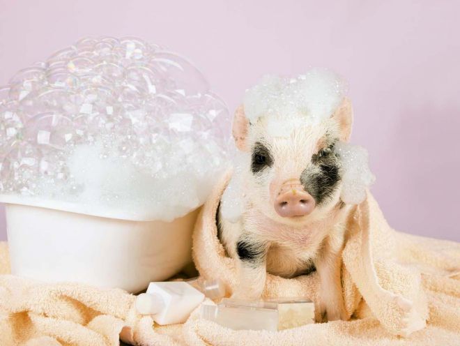 Как ухаживать за мини пигами Как ухаживать за мини пигами