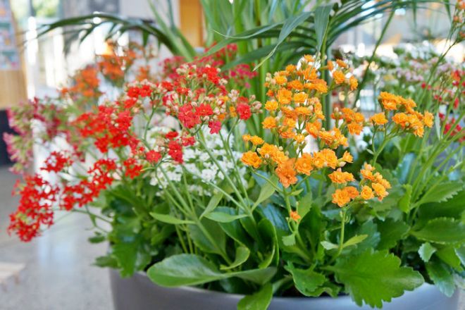 Как заставить цвести каланхоэ каландива Как заставить цвести каланхоэ каландива