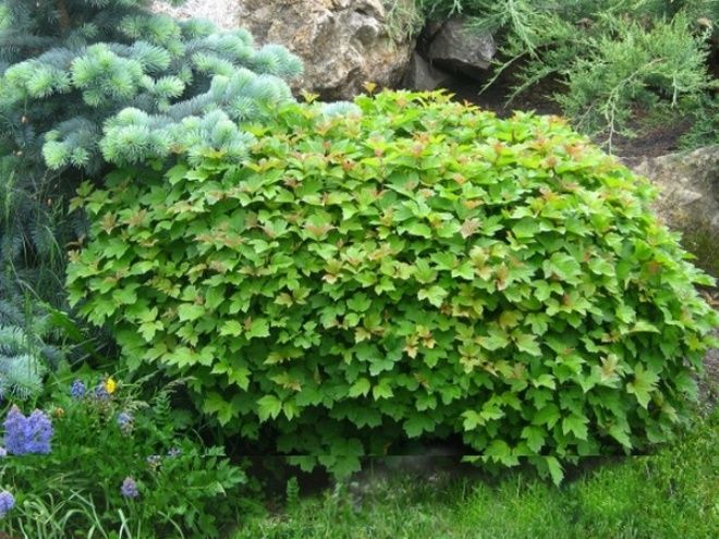 калина нанум калина нанум