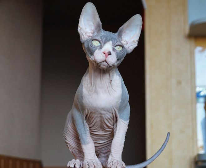 канадский сфинкс канадский сфинкс