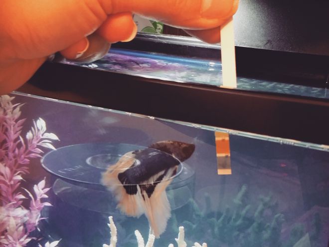 Кислотность воды в аквариуме Кислотность воды в аквариуме