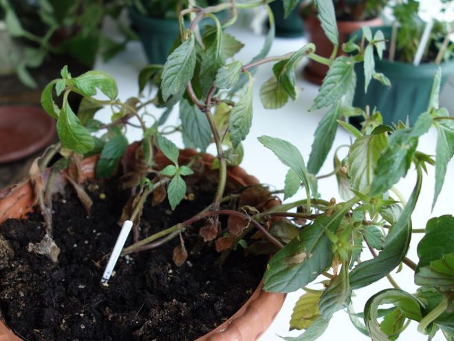 Когда просыпаются ахименесы после отдыха Когда просыпаются ахименесы после отдыха