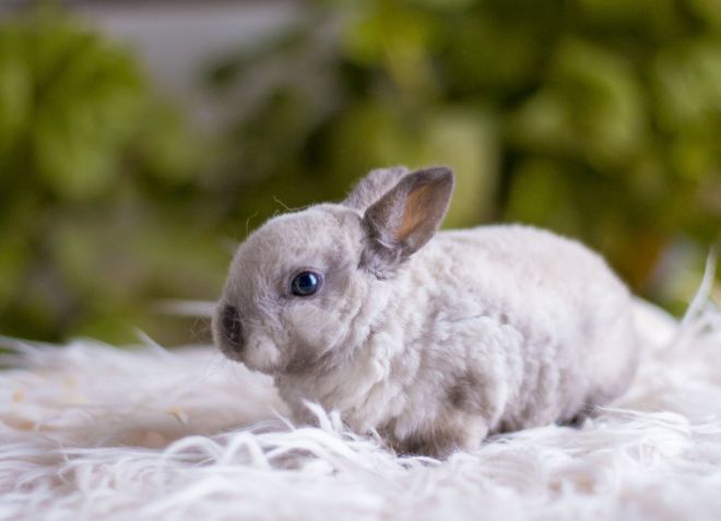 кролик карликовый рекс кролик карликовый рекс