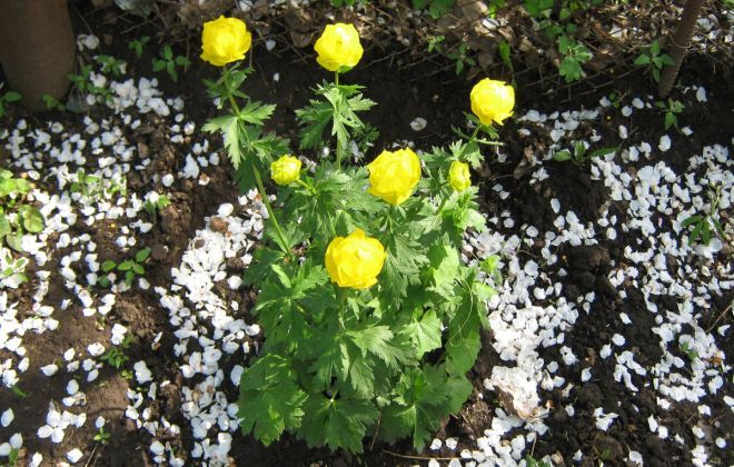 Купальница европейская условия выращивания Купальница европейская условия выращивания