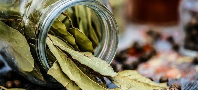 лавровый лист применение в народной медицине лавровый лист применение в народной медицине