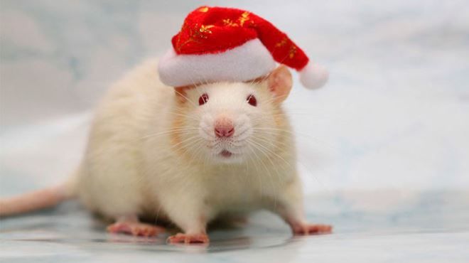 металлическая Крыса металлическая Крыса