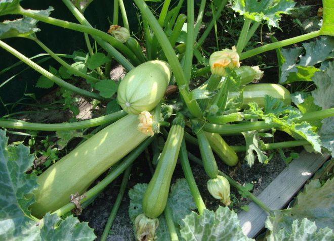 минеральные удобрения для кабачков минеральные удобрения для кабачков