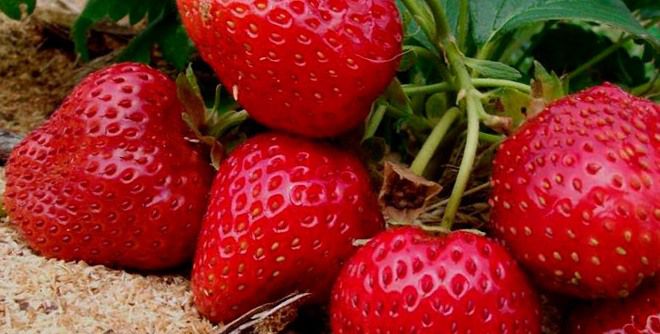 Мульчирование опилками Мульчирование опилками