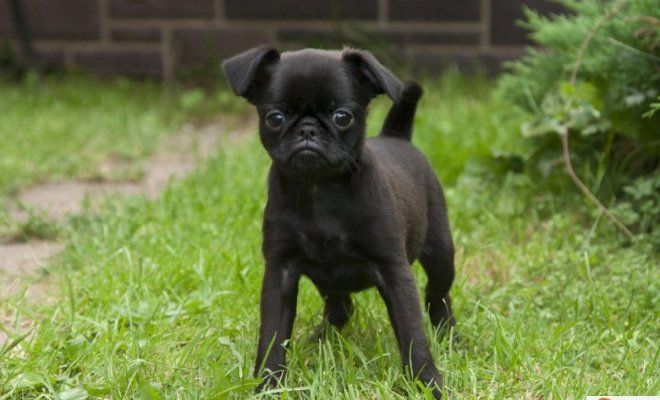 окрасы пти брабансон черный окрасы пти брабансон черный