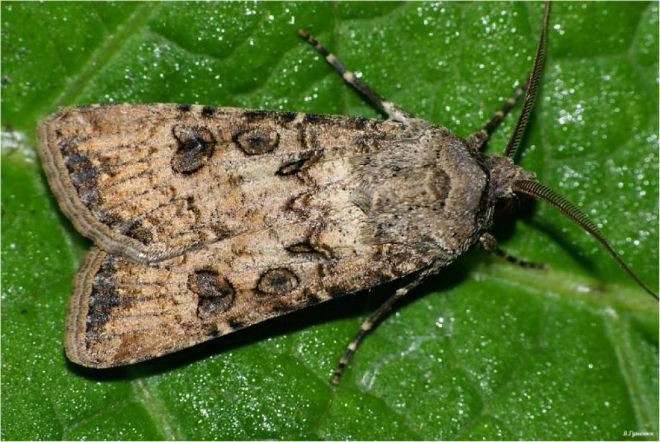 Озимая совка Озимая совка