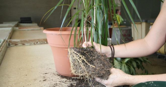 Пересадка драцены в домашних условиях Пересадка драцены в домашних условиях