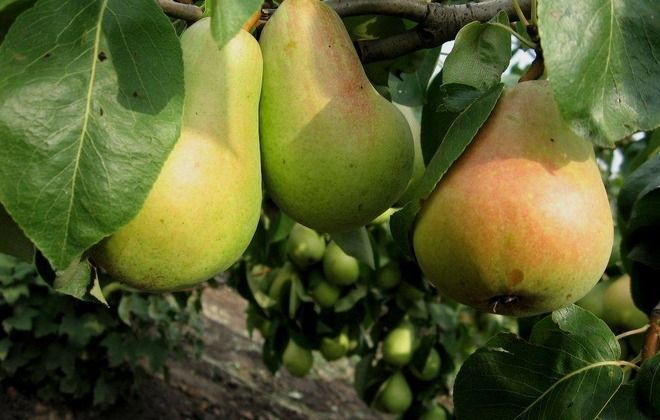 плюсы и минусы груши дюшес плюсы и минусы груши дюшес