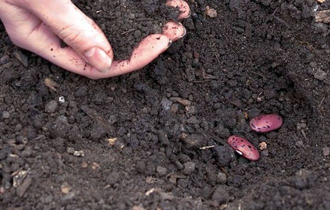 посадка семян фасоли посадка семян фасоли