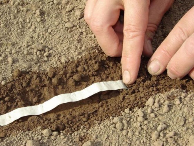 Посев моркови на ленте в открытый грунт Посев моркови на ленте в открытый грунт