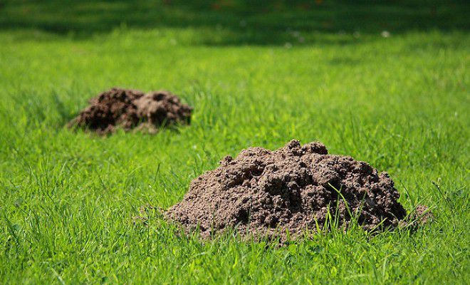 признаки крота признаки крота