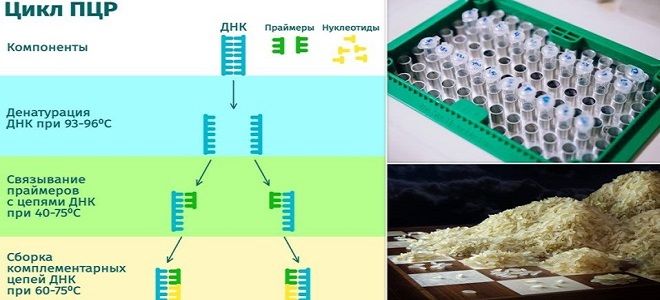 проведение пцр проведение пцр
