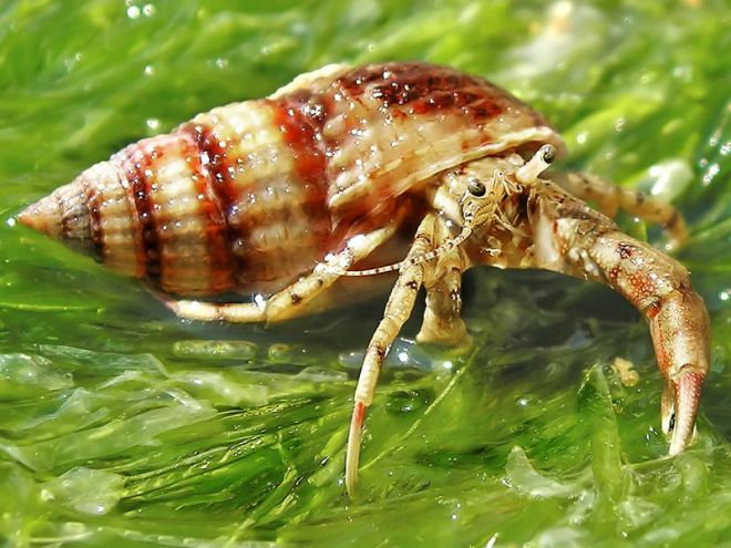 рак отшельник в аквариуме рак отшельник в аквариуме