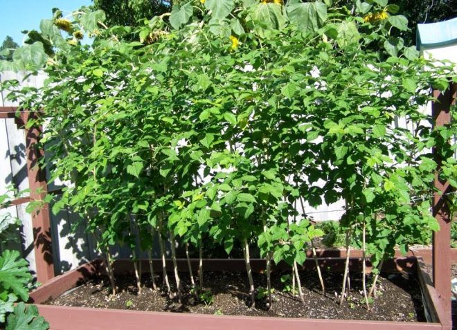 размер малины для пересадки размер малины для пересадки