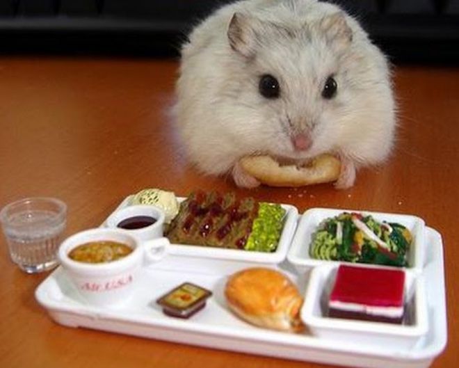 сколько раз в день кормить хомяков сколько раз в день кормить хомяков