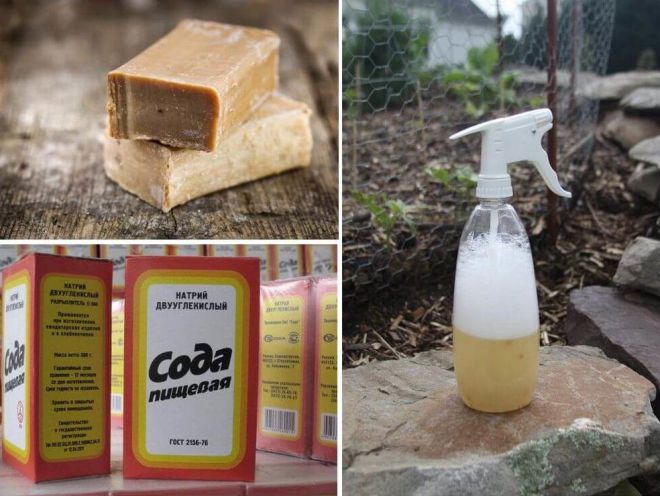 Сода от тли на смородине Сода от тли на смородине
