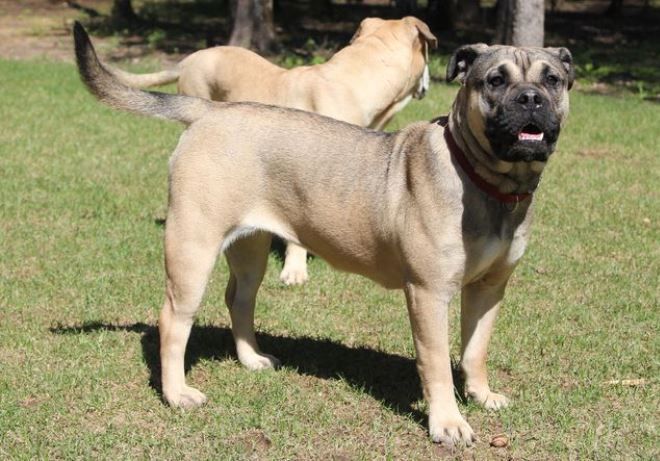 стандарт кадебо стандарт кадебо