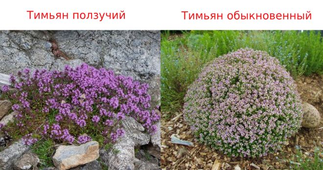 тимьян ползучий и обыкновенный различия тимьян ползучий и обыкновенный различия