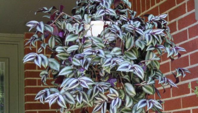 Традесканция полосатая Традесканция полосатая