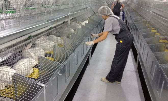 виды клеток для кроликов промышленные виды клеток для кроликов промышленные