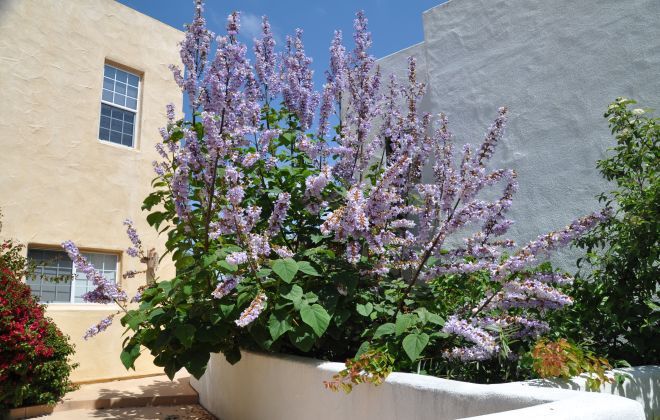 Виды Павловнии войлочная Виды Павловнии войлочная