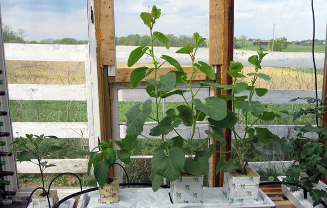 выращивание дыни торпеда на балконе выращивание дыни торпеда на балконе