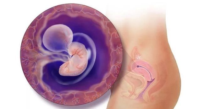 5 акушерская неделя беременности 5 акушерская неделя беременности