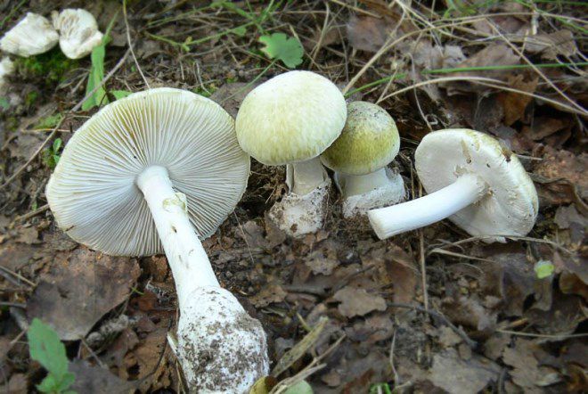 бледная поганка бледная поганка