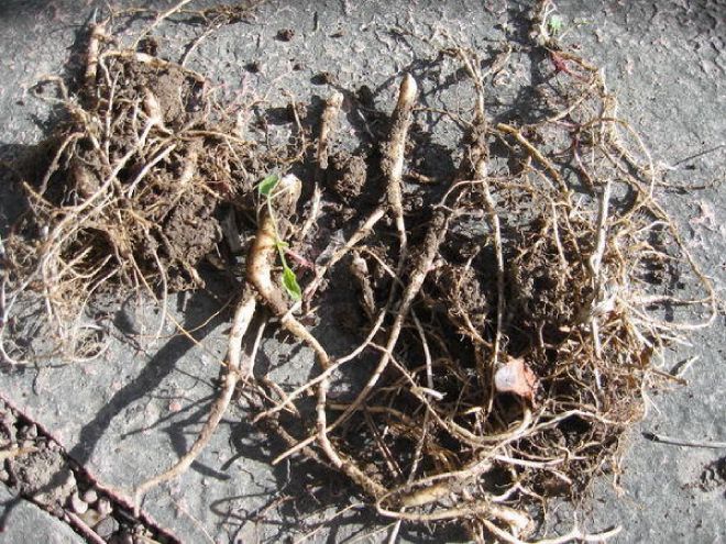 бузульник Пржевальского деление куста бузульник Пржевальского деление куста