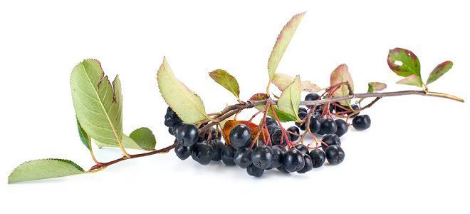 черноплодная рябина от давления черноплодная рябина от давления