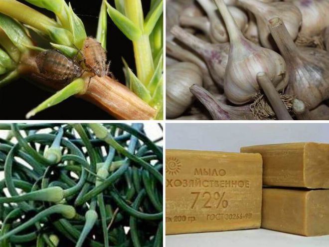 Чеснок от тли на смородине Чеснок от тли на смородине