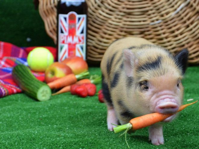 Что едят мини пиги Что едят мини пиги