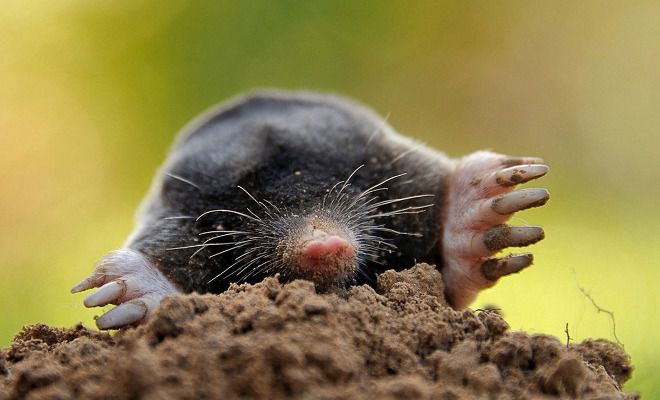 что ест крот что ест крот