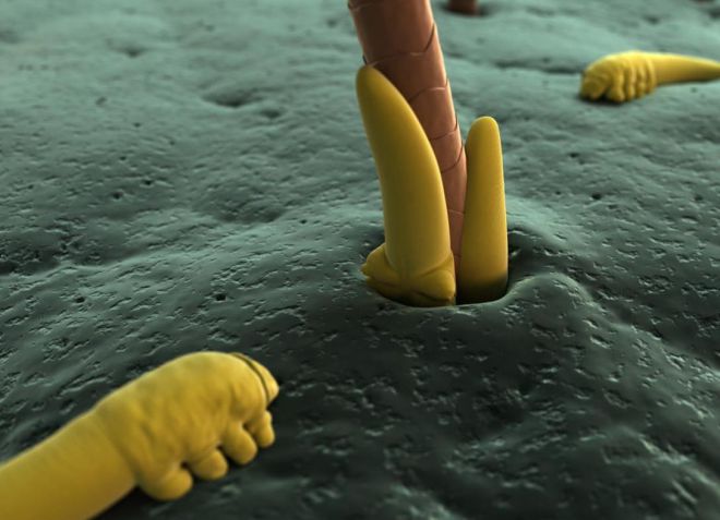 демодекоз у собак причины демодекоз у собак причины