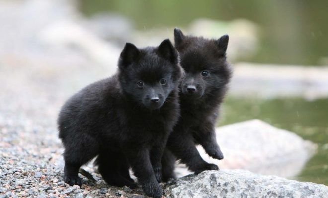 дрессировка дрессировка