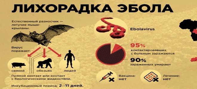 фото4 геморрагическая лихорадка эбола