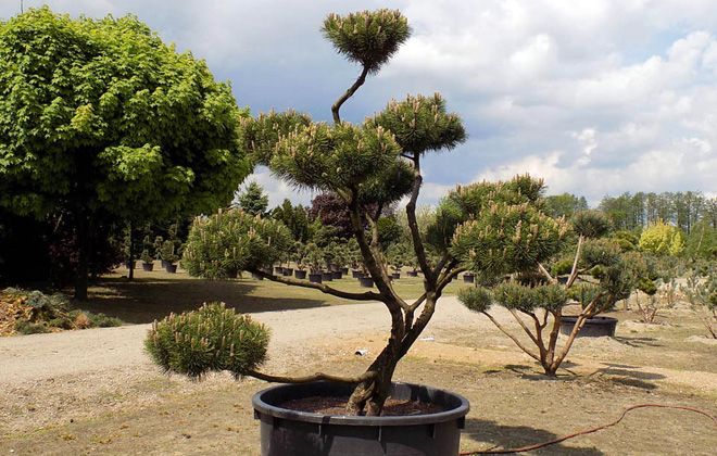 горная сосна пумилио в ландшафтном дизайне горная сосна пумилио в ландшафтном дизайне