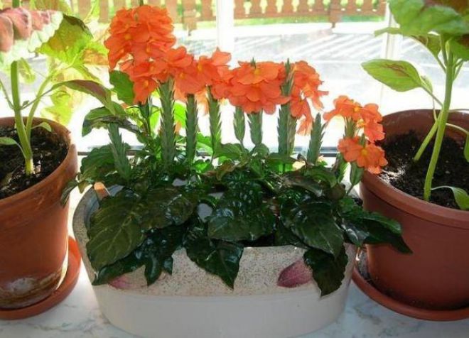 грунт для комнатной кроссандры грунт для комнатной кроссандры