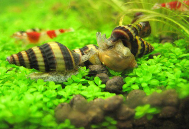 хелена совместимость хелена совместимость