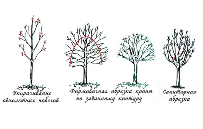 как формировать миндальное дерево как формировать миндальное дерево