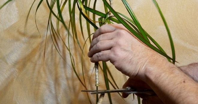 Как обрезать драцену в домашних условиях Как обрезать драцену в домашних условиях