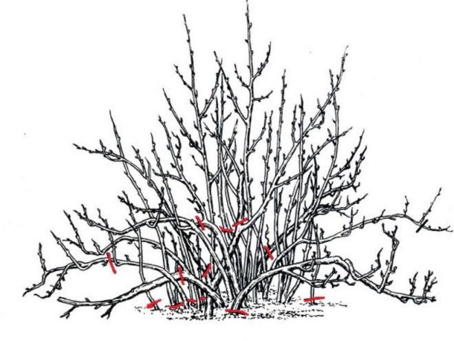 Как обрезать старый крыжовник весной Как обрезать старый крыжовник весной