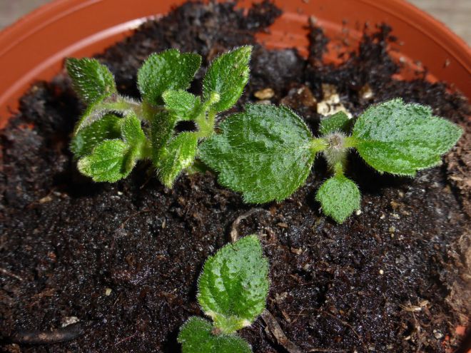 Как разбудить ризомы ахименесов Как разбудить ризомы ахименесов