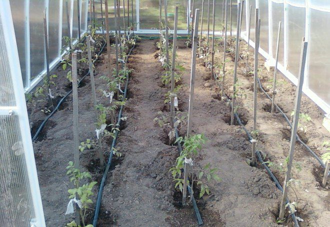 какой водой поливать помидоры в теплице какой водой поливать помидоры в теплице