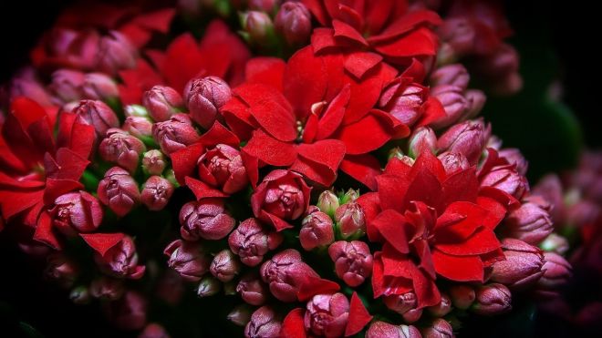 Каланхоэ каландива отцвела - что делать Каланхоэ каландива отцвела - что делать