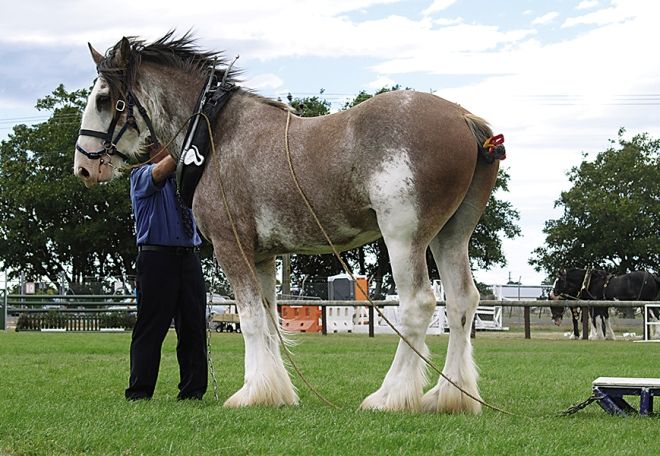 клейдесталь клейдесталь